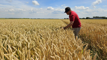 Een Limagrain adviseur staat in een veld met wintertarwe