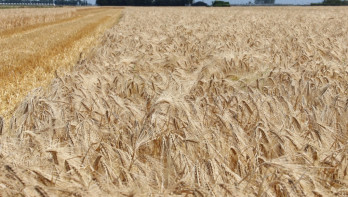 Een veld met wintergerst