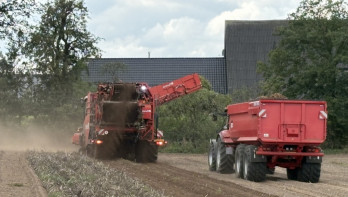 Aardappeloogst Fontane voor fritesindustrie