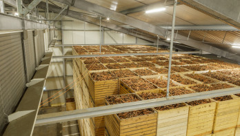 Overzicht van een grote opslagruimte met houten kisten vol wortelen, onder een metalen dakconstructie.