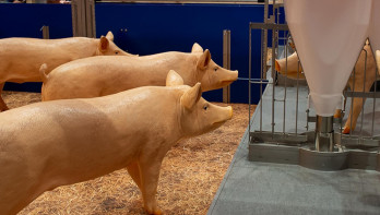Varkens in een demonstratiestal met voersysteem op een vakbeurs.