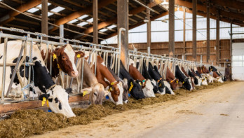 Koeien eten ruwvoer aan het voerhek in een melkveestal