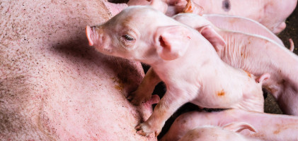 Biggenprijs stijgt, varkensprijs zit nog geketend 
