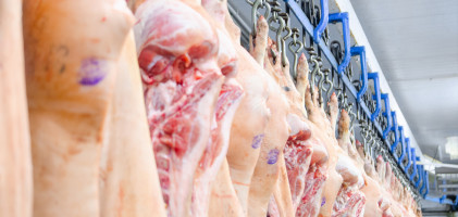 Varkensmarkt blijkt toch kwetsbaar