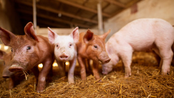 Kleine pauze voor oplevende varkensmarkt