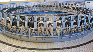 Stijging melkprijs haaks op commoditymarkt