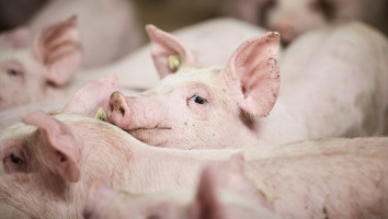 Recordhoge varkensprijs bevredigt niet