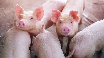 Zijn varkensprijzen over het hoogtepunt heen?