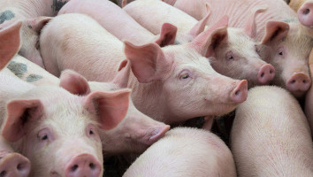 Aanbod bepalend voor stemming op varkensmarkt