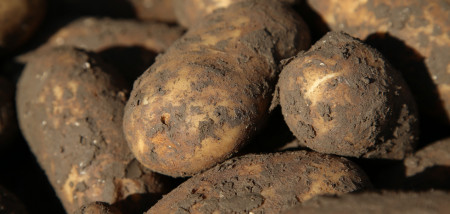 aardappelen akkerbouw aardappeloogst