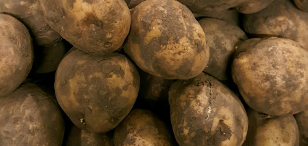Close-up van geoogste aardappelen voor de Nederlandse aardappelmarkt