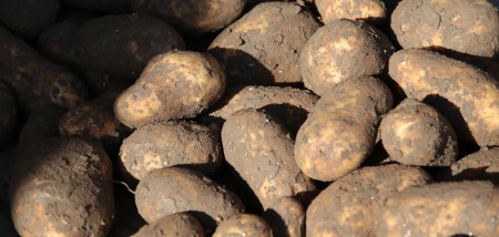 Stockage des pommes de terre Culture arable Récolte des pommes de terre Stockage des pommes de terre