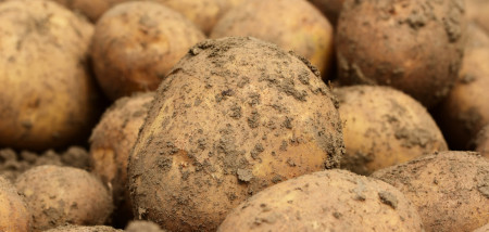Kiemremming sluimert onder aardappelmarkt