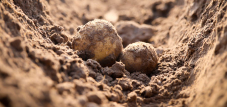 aardappelen akkerbouw aardappeloogst aardappelperceel ruggen grond
