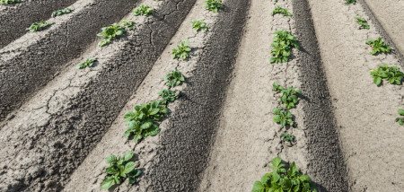 aardappelen aardappelperceel ruggen voorjaar