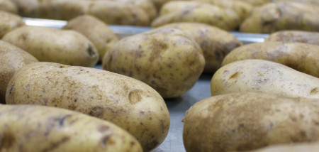 aardappelen akkerbouw aardappelverwerking