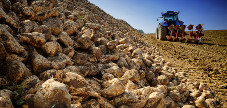 akkerbouw suikerbieten suiker bietenhoop bietenbewaring