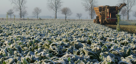 akkerbouw suikerbieten suiker bietenbewaring bietenoogst vorst winter