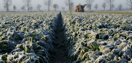 akkerbouw suikerbieten bietenoogst bietenplant vorst winter