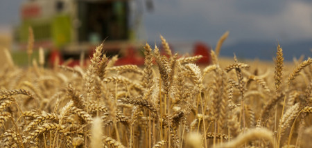 akkerbouw tarweveld graanveld graanoogst tarweoogst tarwe - agri