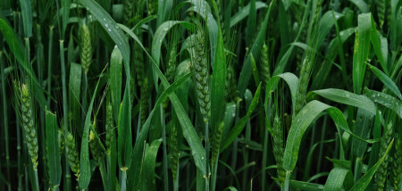 akkerbouw tarweveld graanveld tarwe - agri graan - agri