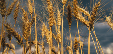 akkerbouw graanveld tarweoogst tarwe - agri