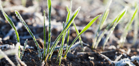 vorst winter graanveld graan - agri