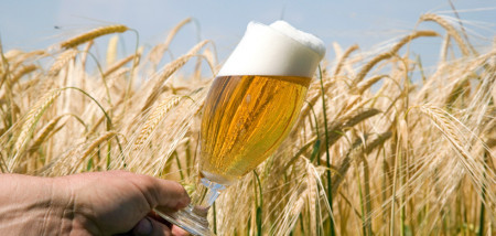 graan graanveld gerst brouwgerst bier