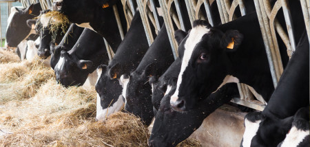 veevoer voer veehouderij stal melkveebedrijf koeien eten