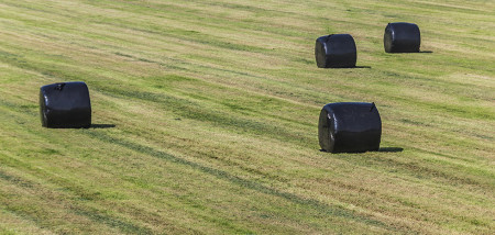 gras grasland melkveebedrijf ruwvoer grasbalen