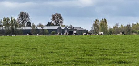 grasland melkveebedrijf koeien weidegang koeienstal