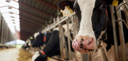 veevoer melkveebedrijf koeien koeienstal