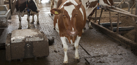 Melkproductie leidend in berekenen fosfaatexcretie