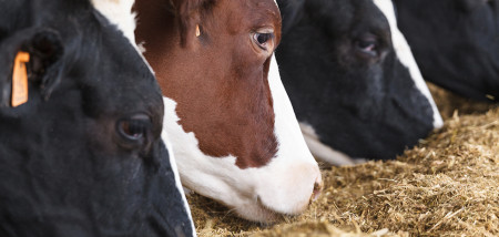 veevoer voer melkveebedrijf koeien ruwvoer