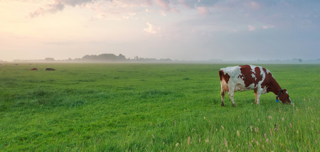 gras grasland melkveebedrijf koeien weidegang grazen