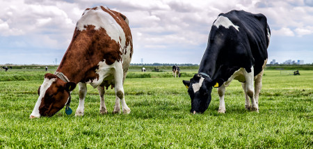 gras grasland melkveebedrijf koeien weidegang grazen
