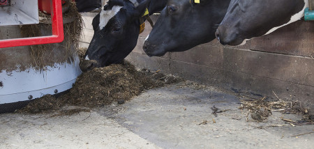 veevoer voer melkveebedrijf koeien ruwvoer voeren