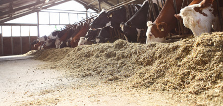 veevoer voer melkveebedrijf koeien koeienstal voerhek