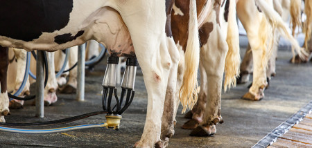Duitse melkveestapel slinkt tot laagste punt in 10 jaar 
