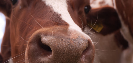 melkveebedrijf koeien