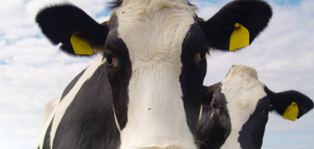 melkveebedrijf koeien weidegang