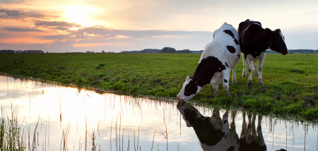 gras grasland melkveebedrijf koeien weidegang