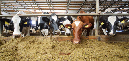 veevoer melkveebedrijf koeien voerhek rusland
