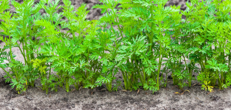 akkerbouw peen peenareaal peenveld