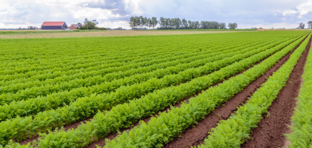 akkerbouw peen peenareaal peenveld