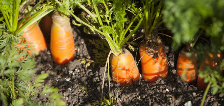 akkerbouw peen peenareaal peenveld