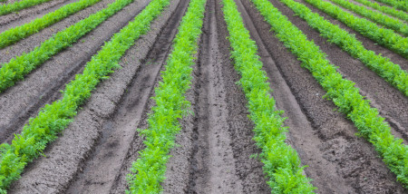 akkerbouw peen peenareaal peenveld