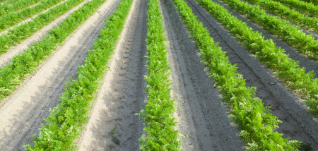 akkerbouw peen peenareaal peenveld