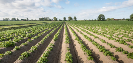 aardappelen akkerbouw aardappelperceel