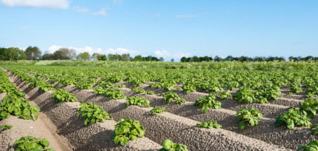 aardappelen akkerbouw aardappelperceel